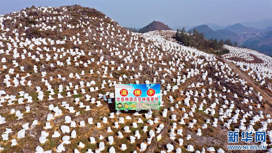 今日头条 新华网 张国象 重庆频道 茯苓_今日头条怎么添加频道_今日头条榆林频道