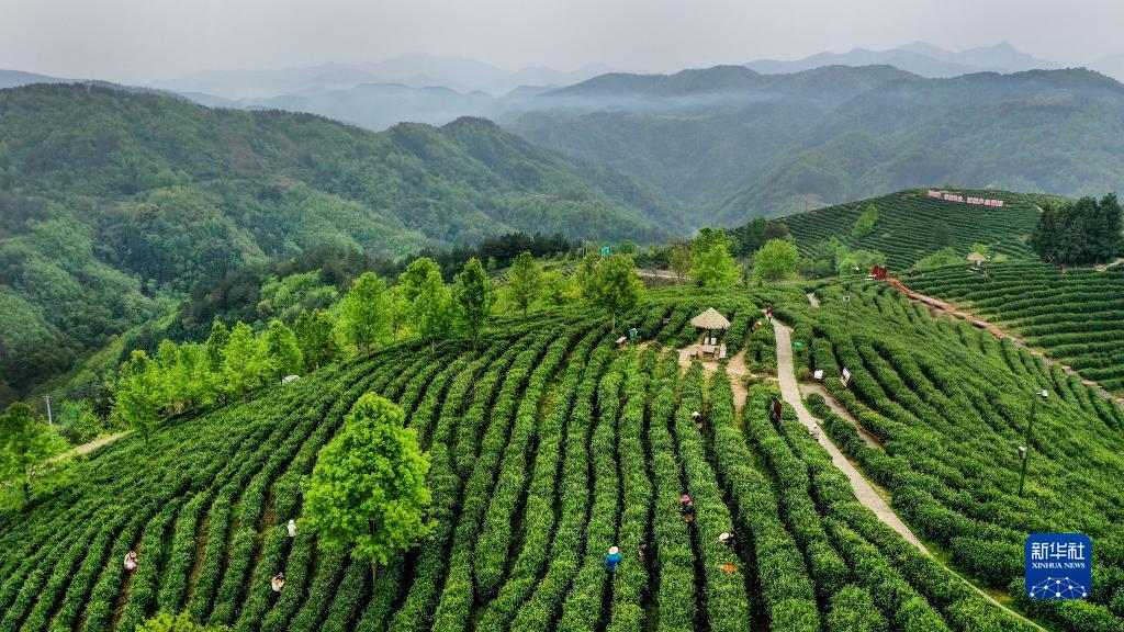 平利县茶产业发展：20万亩茶园带动10万人就业，实现人均一亩园目标