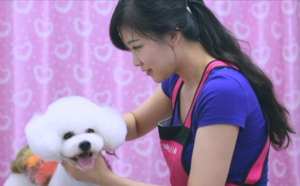 比高犬杯_世界杯犬种_西安邦德犬舍种犬图片