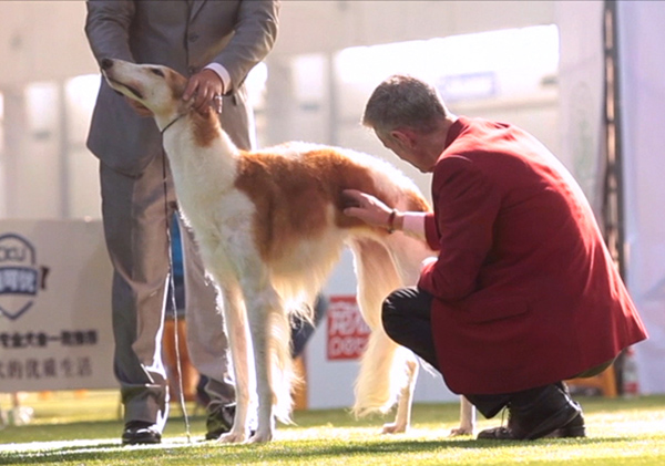 比高犬杯_西安邦德犬舍种犬图片_世界杯犬种