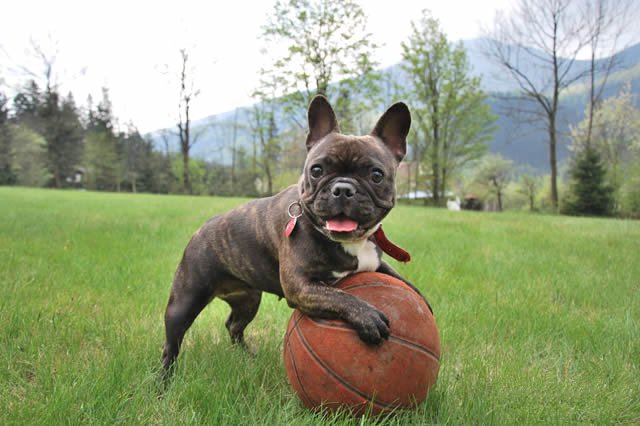 我的世界种种子怎么种_世界杯犬种_世界犬种大赛