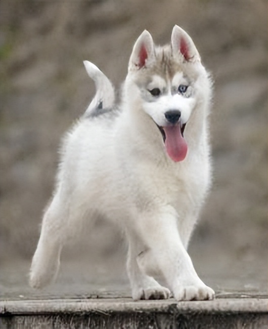 格力犬南宫新进种公犬_格力犬诺里斯种公照片_世界杯犬种