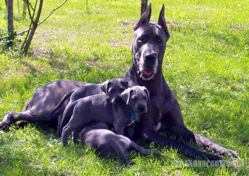 格力犬诺里斯种公照片_世界杯犬种_格力犬南宫新进种公犬