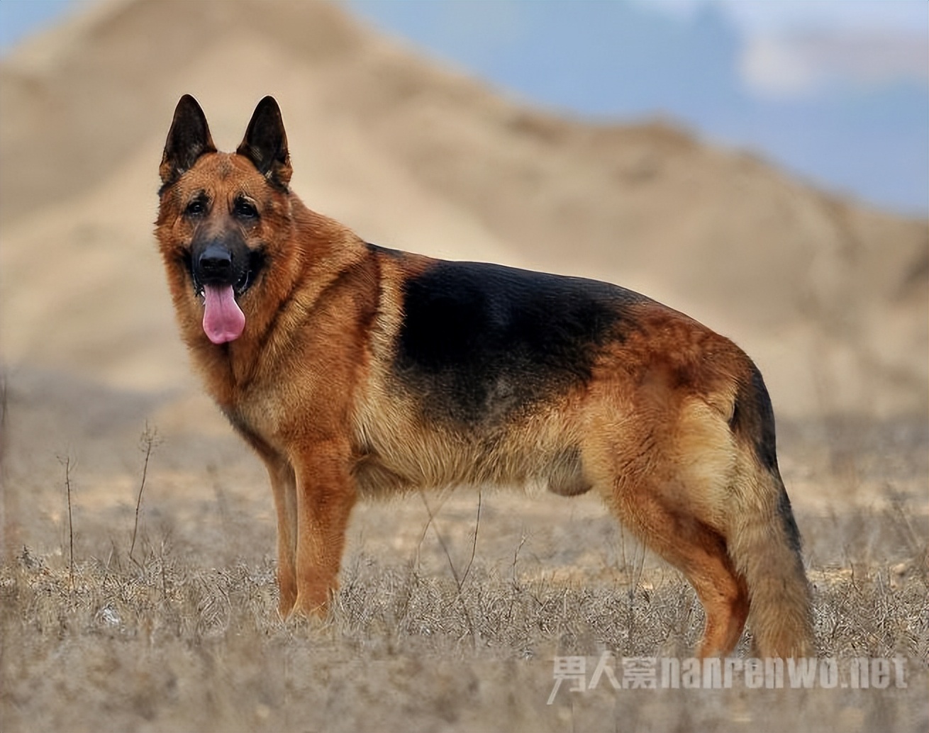 世界杯犬种_格力犬诺里斯种公照片_格力犬南宫新进种公犬