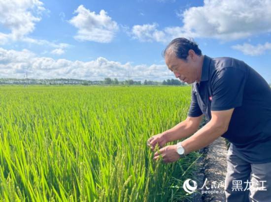 北大荒集团建三江七星农场高效施肥技术助力水稻丰收，科技示范户张景会分享种植新经验