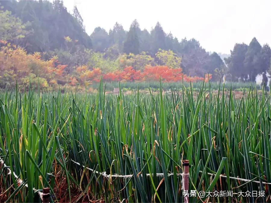 足球北单网上可以买吗_网上买足球比赛犯法吗_足球网上买票