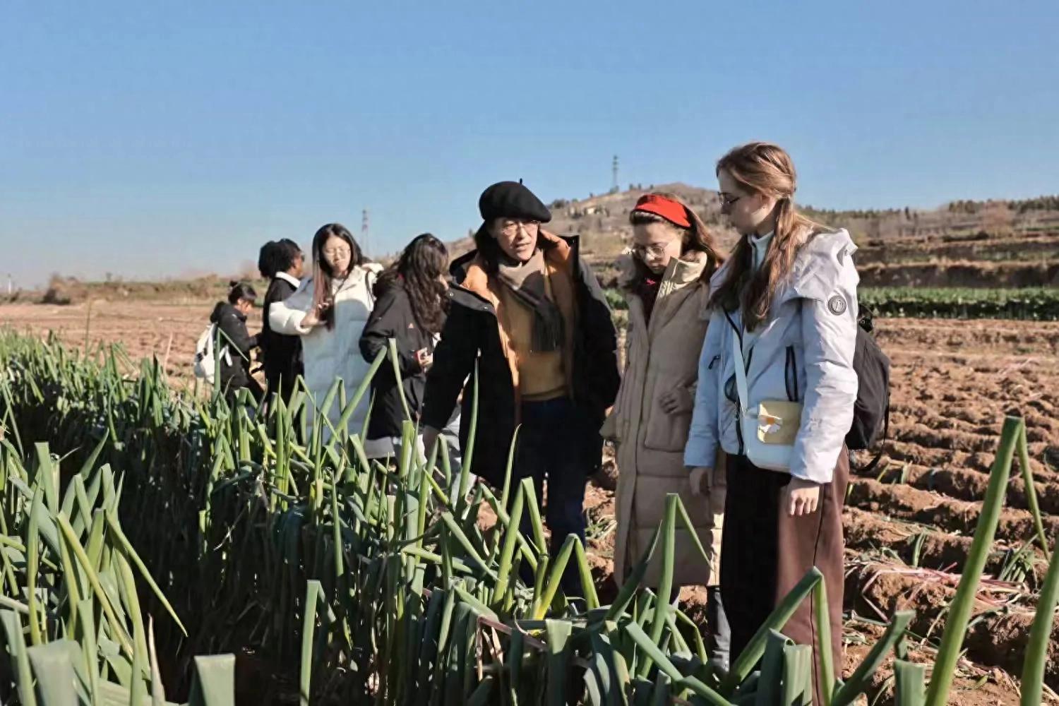 初冬时节多国留学生走进章丘 感受丰收大葱与活力乡村
