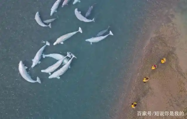 北单比分即时足球比分_北单_北单比分